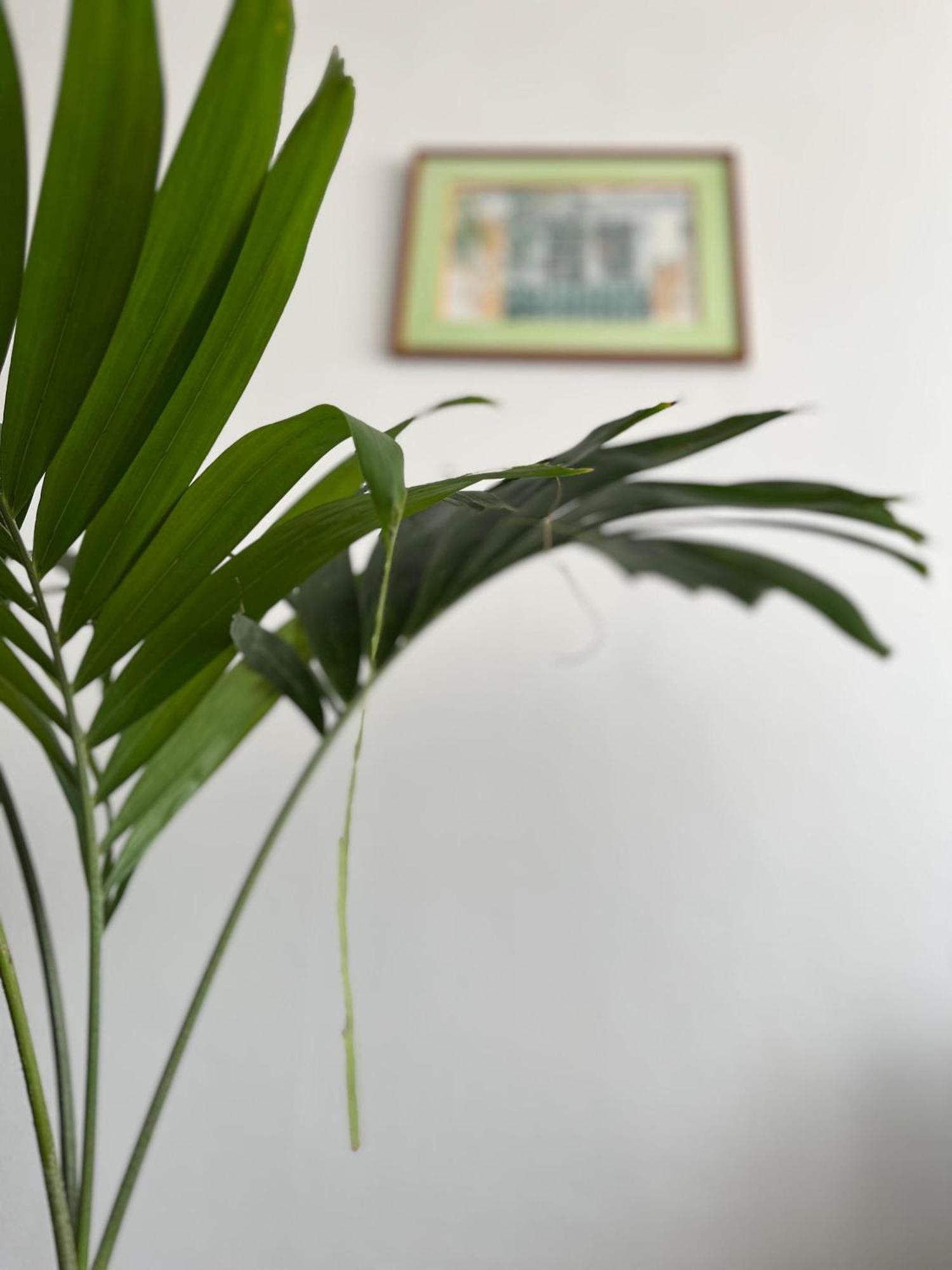Jasmin - Appartement Face Plage Diamant Le Diamant Esterno foto